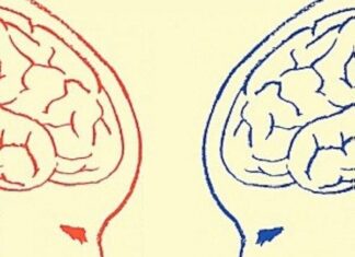 Who’s Smarter: Boys or Girls? Unveiling the Truth Many Parents Are Unaware Of.