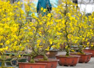 The Ultimate Guide to Tet Flower Markets in Ho Chi Minh City: Discover the Charm of All Three Regions at These 5 Must-Visit Spots