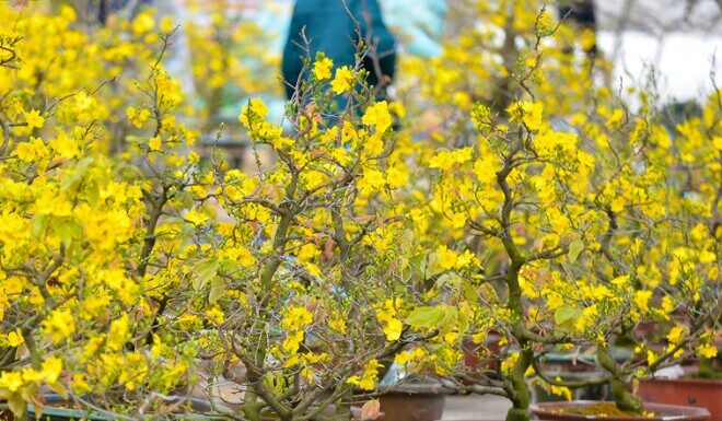 The Ultimate Guide to Tet Flower Markets in Ho Chi Minh City: Discover the Charm of All Three Regions at These 5 Must-Visit Spots