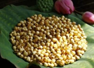 The Ultimate Guide to Storing Fresh Lotus Seeds: Keep Them Tender, Unblemished and Sweet All Year Round