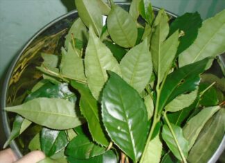 The Ultimate Guide to a Mouth-watering, Flavourful Fish Stew: A Secret Ingredient that will Make Everyone Beg for More!