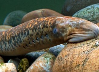 The Deep-Sea ‘Monster’ Delicacy: Commanding a Whopping Price of 400,000 VND per KG.