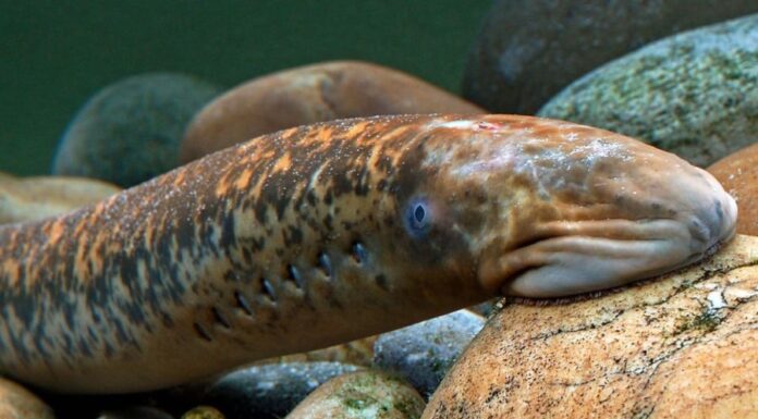 The Deep-Sea ‘Monster’ Delicacy: Commanding a Whopping Price of 400,000 VND per KG.