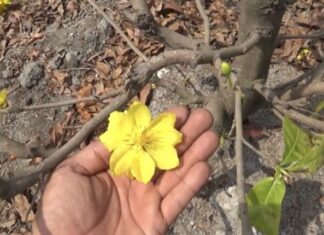 The Ultimate Guide to Picking Mai Leaves for a Stunning Blooming Display