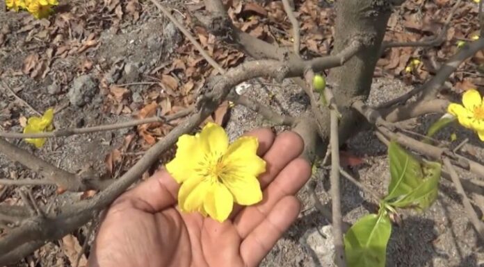 The Ultimate Guide to Picking Mai Leaves for a Stunning Blooming Display