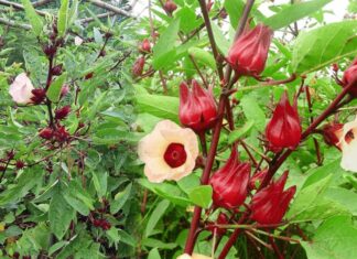 The Unassuming Weed: A Tasty Treat Now Selling at 90,000 VND per kg.