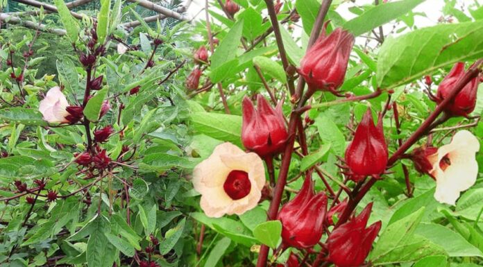 The Unassuming Weed: A Tasty Treat Now Selling at 90,000 VND per kg.