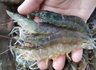 “Beware of Bargain Shrimp: Why You Should Steer Clear of This Seafood ‘Deal'”
