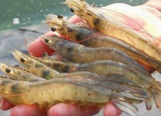 The Secret to Succulent, Sweet Shrimp: A Few Drops to Transform Your Dish.