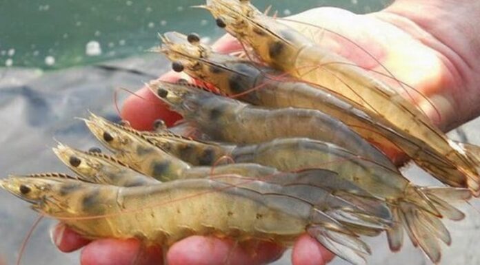 The Secret to Succulent, Sweet Shrimp: A Few Drops to Transform Your Dish.