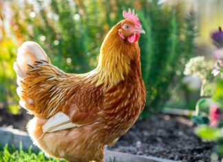 January 2025: 3 Zodiac Animals Experience a Fortunate Turn of Events with Abundant Wealth and Prosperity for the Lunar New Year