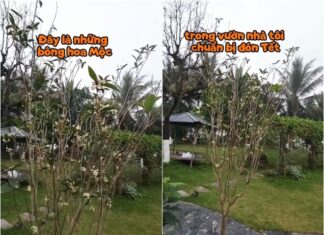 The Great Comedian Xuan Bac’s Resort-Like Home: A Fragrant Flower Kingdom with a Stunning Rose Garden Fit for a Queen