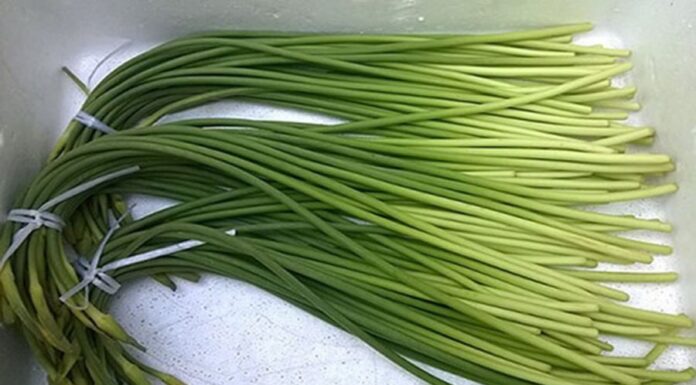 The Wild Roadside Weed That Became a Delicacy: A Surprising Taste Sensation