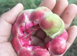 The Forgotten Fruit: From Humble Beginnings to Urban Superfood Sensation.