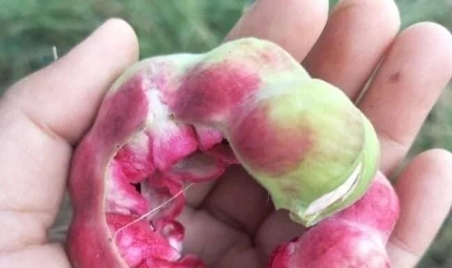 The Forgotten Fruit: From Humble Beginnings to Urban Superfood Sensation.