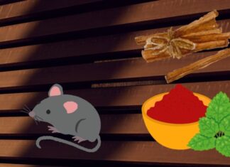 The Ultimate Guide to Mouse-Proofing Your Home: Natural Kitchen Remedies to Keep Them Scurrying Away for Good