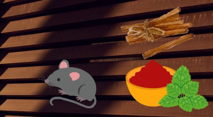 The Ultimate Guide to Mouse-Proofing Your Home: Natural Kitchen Remedies to Keep Them Scurrying Away for Good