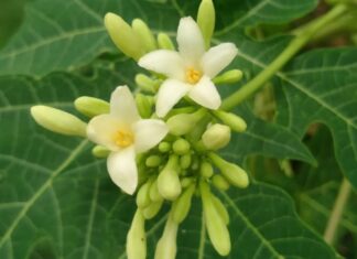 The Tasty, Unique Flavors of Male Papaya Flowers: A Bitter-Free Culinary Experience.