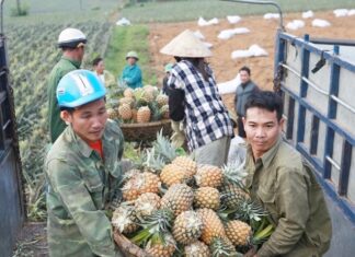 The King of Tropical Fruits: A Thorny Exterior Hides a Fragrant Interior, Reaping $400,000 Annually for This Savvy Farmer.