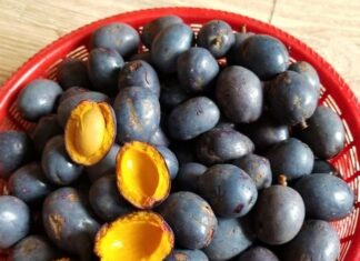 The Fruit that was Once Dirt Cheap is Now a Phú Thọ Delicacy, Rare and Hard to Find