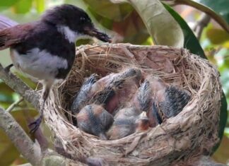 The Nest: A Haven in the Skies, Even in Stormy Weather, Nature’s Wisdom Unveiled