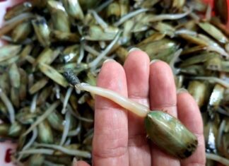 The Ultimate Taste Challenge: Can You Conquer These 4 Infamous Vietnamese Delicacies?