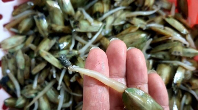 The Ultimate Taste Challenge: Can You Conquer These 4 Infamous Vietnamese Delicacies?