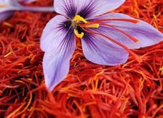 The Ultimate Guide to Indulgent Dining: Prepare to be Amazed by These Extravagant Delicacies