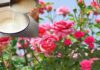 The Rose Garden’s Favorite Beverage: A Simple Trick for Beautiful Blooms During the Lunar New Year