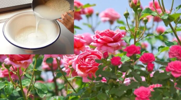 The Rose Garden’s Favorite Beverage: A Simple Trick for Beautiful Blooms During the Lunar New Year