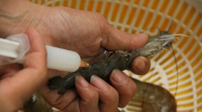 “The Tell-Tale Sign of Chemically Enhanced Shrimp: A Guide to Spotting the Truth”