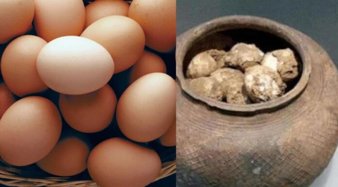 Why Do Archaeologists and Tomb Raiders Alike Tremble at the Sight of Chicken Eggs in Ancient Tombs?