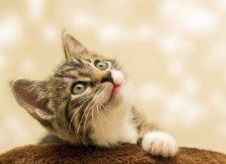 The Week That Closes 2024: 3 Lucky Ages Snatch The God of Wealth’s Fortune, A Year of Abundant Prosperity and Success