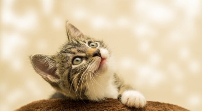 The Week That Closes 2024: 3 Lucky Ages Snatch The God of Wealth’s Fortune, A Year of Abundant Prosperity and Success