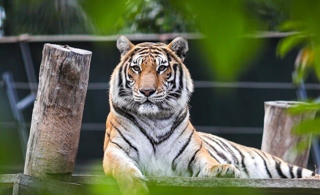 The Auspicious Eve: The Big Reveal — Three Lucky Ages to Triumph and Prosper