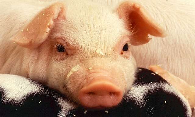 The Fortunate Feast: A Cultural Tradition of Ancestral Blessings and Prosperity