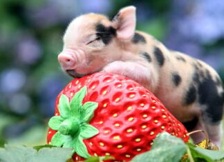 “Post-3/12: When Wealth, Luck, and Prestige Converge—Billionaire Status Awaits”