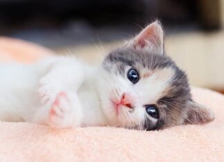 The Penultimate Power: Carp-to-Dragon Transformation for Career Success, the Ultimate Wealth for the Second-in-Command