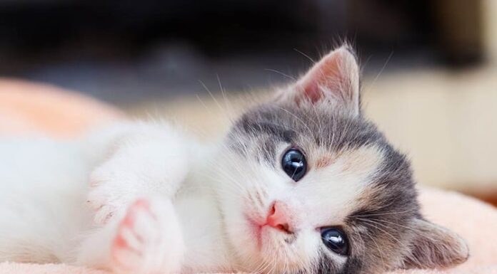 The Ultimate Career Ascension: Embrace the Carp-Dragon Transformation for Unparalleled Success