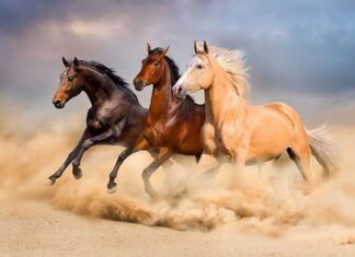 3 Zodiac Animals That Will Make a Remarkable Comeback in Late 2024: Unlocking Wealth and Prosperity Before the Lunar New Year