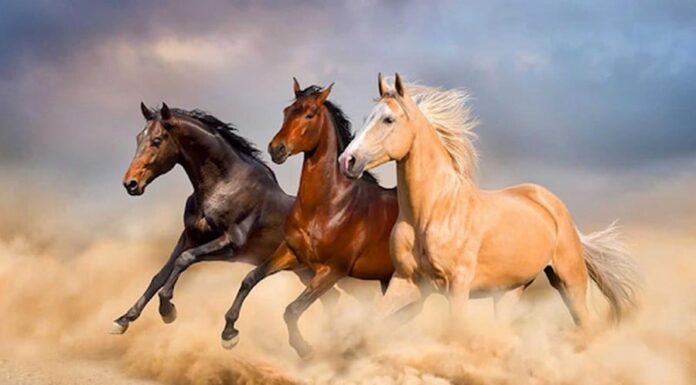 3 Zodiac Animals That Will Make a Remarkable Comeback in Late 2024: Unlocking Wealth and Prosperity Before the Lunar New Year