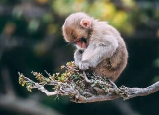 The Fortune God’s Top Picks: 3 Chinese Zodiacs Set to Soar in 2025, Abundant Wealth Brings Home and Car Dreams to Life.