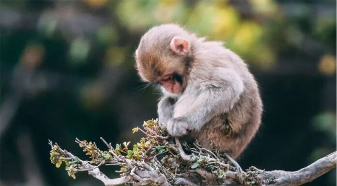 The Fortune God’s Top Picks: 3 Zodiac Signs to Soar in 2025, Blessings Abound for a House and Car Purchase