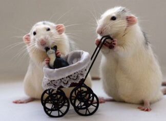 The Power of 8/1: Unlocking the Triple Fortune, Wealth and Prosperity for the Lucky Number 2