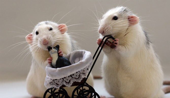 The First Month of the Year of the Snake, 2025: 3-Year-Old Pre-Love and Scarlet Luck, Especially for Those Aged 2