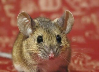 The Power of Three: Unlocking Prosperity in the First 15 Days of the Lunar New Year