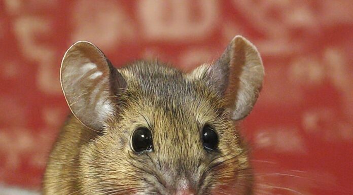 The Power of Three: Unlocking Prosperity in the First 15 Days of the Lunar New Year