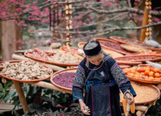 The Cherry Blossoms of Cat Cat