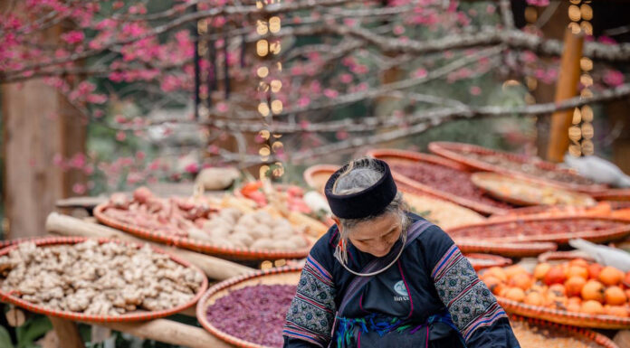 The Cherry Blossoms of Cat Cat