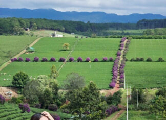 The Ultimate Guide to the Lavender Fields of Lam Dong: A Breathtaking Spectacle for the Young and Young-at-Heart.